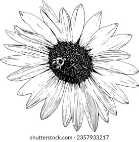 Realistic detailed sketch of a sunflower with a bee