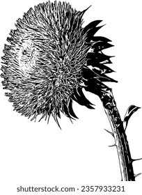 Realistic detailed sketch of a thistle