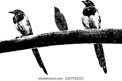 Realistic detailed sketch of two magpies and a starling sitting on a branch svg