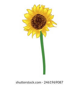 Realistic detailed sunflower Vector illustration