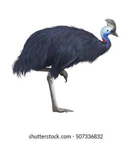 Realistic detailed vector cassowary isolated on white background