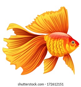Realistic and detailed vector illustration of a goldfish on white background