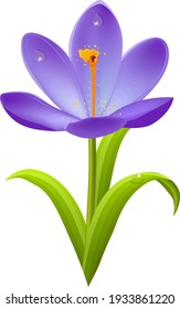 Realistic detailed violet crocus with dew isolated on white background. Illustration of flowers can be used for festive and spring design templates.