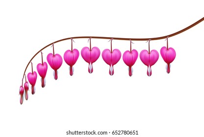 Realistic Dicentra, background, line, branch. Symbol of love and marriage.