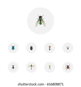 Realistic Dor, Bug, Damselfly And Other Vector Elements. Set Of  Realistic Symbols Also Includes Housefly, Spinner, Damselfly Objects.