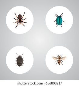 Realistic Dor, Bug, Tarantula And Other Vector Elements. Set Of  Realistic Symbols Also Includes Spider, Bug, Blue Objects.