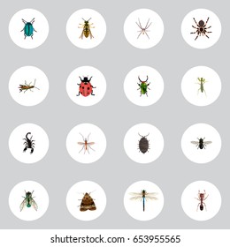 Realistic Dor, Damselfly, Housefly And Other Vector Elements. Set Of  Realistic Symbols Also Includes Green, Housefly, Emmet Objects.