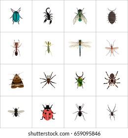 Realistic Dor, Damselfly, Housefly And Other Vector Elements. Set Of Bug Realistic Symbols Also Includes Insect, Spider, Dor Objects. svg
