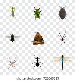 Realistic Dor, Damselfly, Insect And Other Vector Elements. Set Of Bug Realistic Symbols Also Includes Gnat, Insect, Ant Objects.