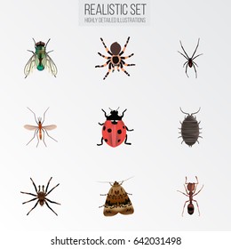 Realistic Dor, Gnat, Arachnid And Other Vector Elements. Set Of Bug Realistic Symbols Also Includes Pismire, Wasp, Gnat Objects.