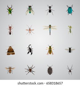 Realistic Dor, Gnat, Insect And Other Vector Elements. Set Of Insect Realistic Symbols Also Includes Pismire, Grasshopper, Jewel Objects.