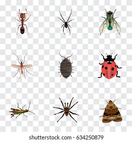 Realistic Dor, Housefly, Butterfly And Other Vector Elements. Set Of Bug Realistic Symbols Also Includes Grasshopper, Spider, Locust Objects.