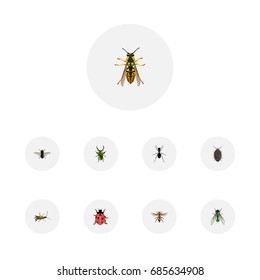 Realistic Dor, Locust, Ant And Other Vector Elements. Set Of Insect Realistic Symbols Also Includes Green, Pismire, Beetle Objects.