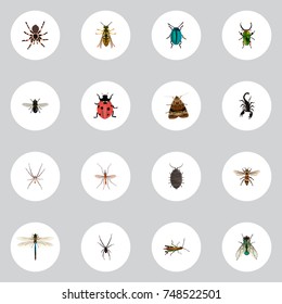 Realistic Dor, Midge, Poisonous And Other Vector Elements. Set Of Bug Realistic Symbols Also Includes Tarantula, Beetle, Dor Objects.