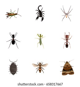 Realistic Dor, Poisonous, Grasshopper And Other Vector Elements. Set Of Bug Realistic Symbols Also Includes Butterfly, Pismire, Spider Objects.