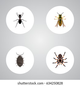 Realistic Dor, Tarantula, Ant And Other Vector Elements. Set Of Bug Symbols.