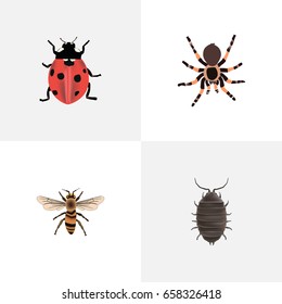 Realistic Dor, Tarantula, Ladybird And Other Vector Elements. Set Of  Realistic Symbols Also Includes Beetle, Spider, Ladybird Objects.