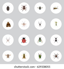 Realistic Dor, Tarantula, Spinner And Other Vector Elements. Set Of Bug Realistic Symbols Also Includes Spinner, Spider, Wisp Objects.