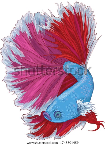 リアルな竜魚 魚のベクターイラスト 青 赤 ピンクの色の鯉 のベクター画像素材 ロイヤリティフリー