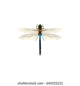 Realistic Dragonfly Element. Vector Illustration Of Realistic Damselfly Isolated On Clean Background. 
