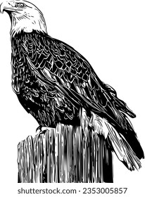 Realistic drawing of a Bald Eagle svg