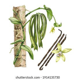 Realistic Drawing, Botanical Illustration Of Vanilla Orchid Plant, Sweet Aromatic Fresh Vanilla Flower With Dried Seed Pods And Leaves Set Closeup Isolated On White Background, Distinctive Taste, Fore