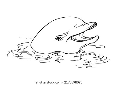 Realistic drawing dolphin on white background. Great illustration sea life for your design.