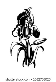 Realistic drawing of a flower with leaves in Art Deco style. Hand drawn illustration of iris for a greeting card, tattoo or any other kind of design