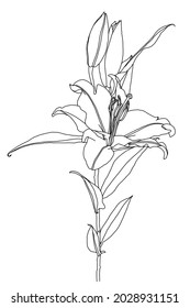 Realistic drawing of lily flower with leaves and buds, black line graphics on white background, modern digital art. Element for design.