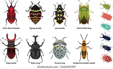 Realistic drawing Palm Weevil Beetle, entomology Biology and bug lover.