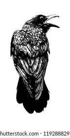 Realistic Drawing of a raven, raven vector, crow drawing, Hand drawn sketch