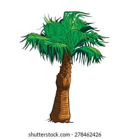 Realistic drawing of Sabal palm tree isolated against white background. EPS10 vector illustration.