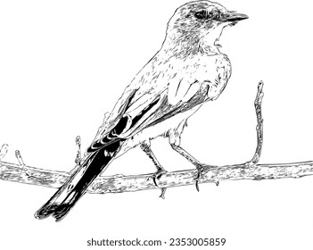 Realistic drawing of a Say's Phoebe svg