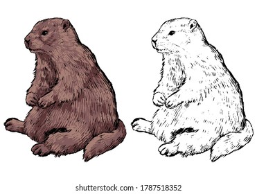 Realistic drawing of sitting groundhog. Ink sketch of marmot. Set of black contour and color element isolated on white. Hand drawn vector illustration in vintage style. For design, decor, print, card.