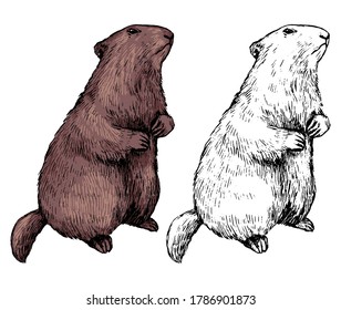 Realistic drawing of standing groundhog. Ink sketch of marmot. Set of black contour and color element isolated on white. Hand drawn vector illustration in vintage style. For design, decor, print, card