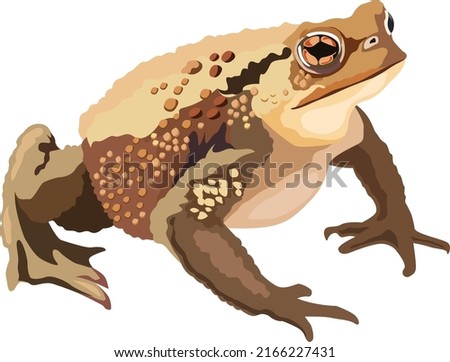 Realistic drawing vector of a toad reptile.