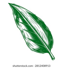 A realistic drawing of a vibrant green leaf showcasing detailed veins and natural texture, emphasizing botanical beauty and natures intricacies.