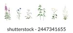 Realistic drawings set of wild field, meadow, steppe (some medicinal) annuals and perennials, garden weeds - fireweed, cornflower, yarrow, cannabis, ranunculus, wild oat isolated on a white background