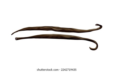 Realistic dried brown vanilla beans vector illustration