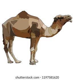 Realistic dromedary, one-humped camel. Vector illustration isolated on white background, EPS 10