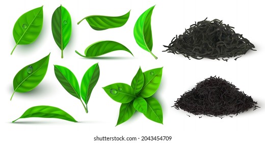 Hojas secas y frescas realistas para té negro y verde. 3 d hoja de hierbas y ramificación con gotas de agua de rocío. Conjunto vectorial de pilas de té secas naturales. Follaje vegetal para bebidas calientes, producción de brotes verdes