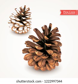 Realistic dry pine cone with snow isolated on white background. Object for design. Set of two pinecones. Vector illustration
