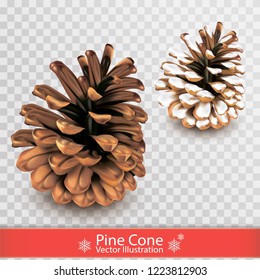 Realistic dry pine cone with snow isolated on transparent background. Object for design. Set of two pinecones. Vector illustration