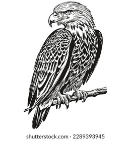 Realistic eagle vector, hand drawn animal illustration bird
