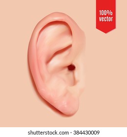 Realistic ear. Vector illustration.