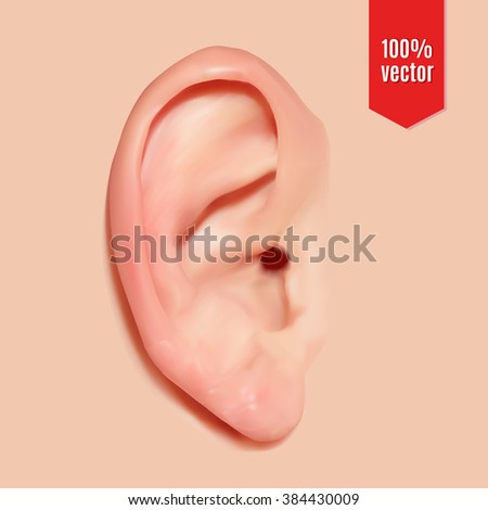 Realistic ear. Vector illustration.
