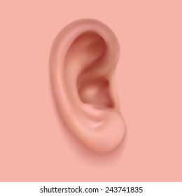 Realistic ear vector,Gradient mesh