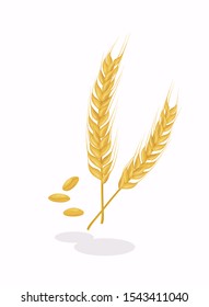 Realistic ear of wheat on white background. Cereals harvest, agriculture, organic farming, healthy food symbol. 