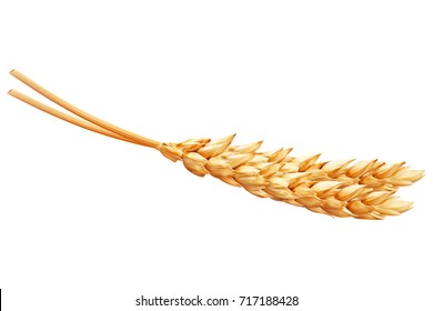 Realistic ear of wheat on white background. Vector set.