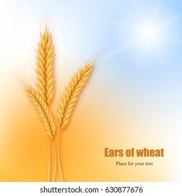 Realistic ears of wheat against the background of an abstract blue sky and yellow field. Vector illustration.